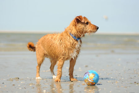 Hunde Urlaub Pellworm Hunde Urlaub Pellworm